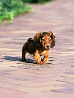 犬イメージ